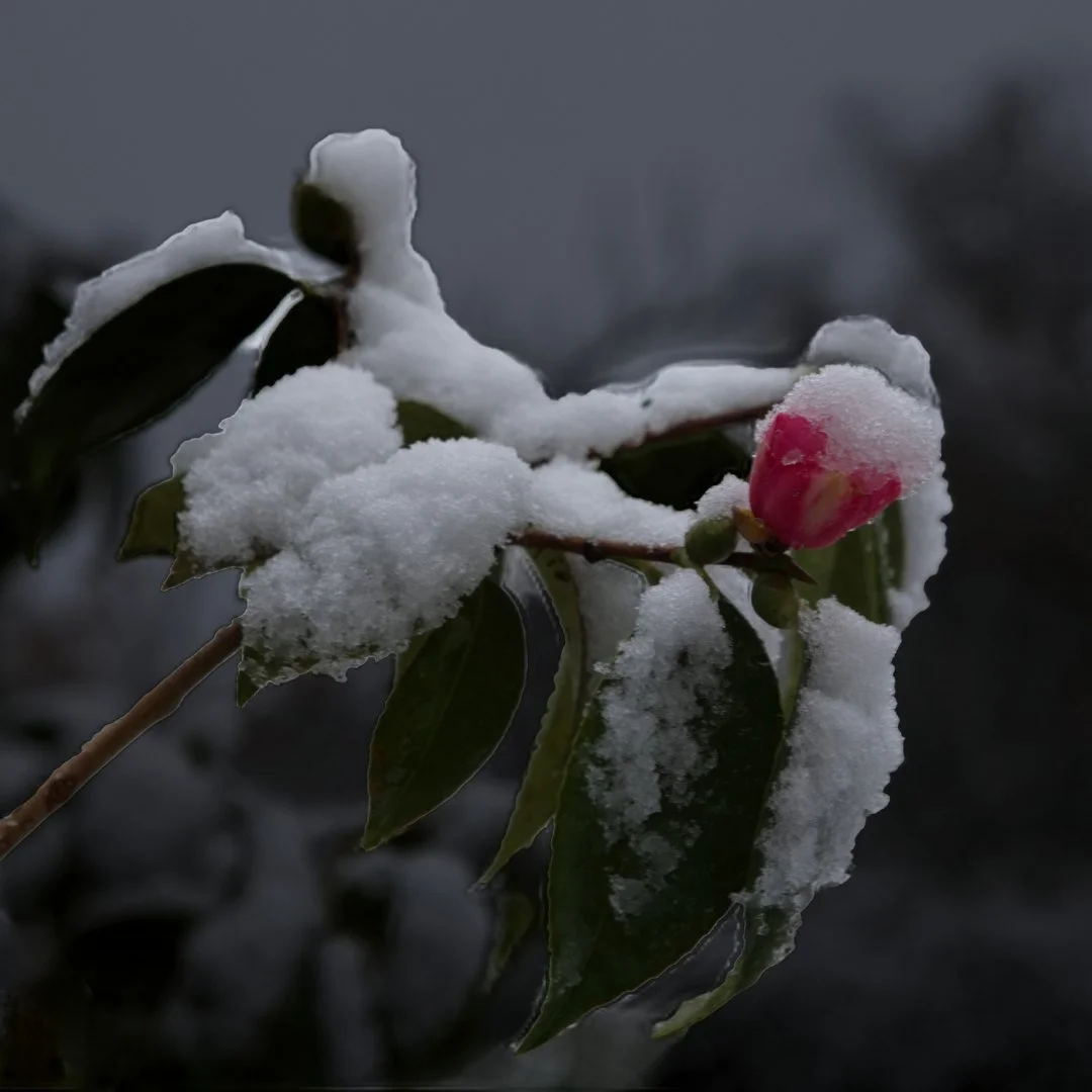 Premier-bouton-enneige.jpg