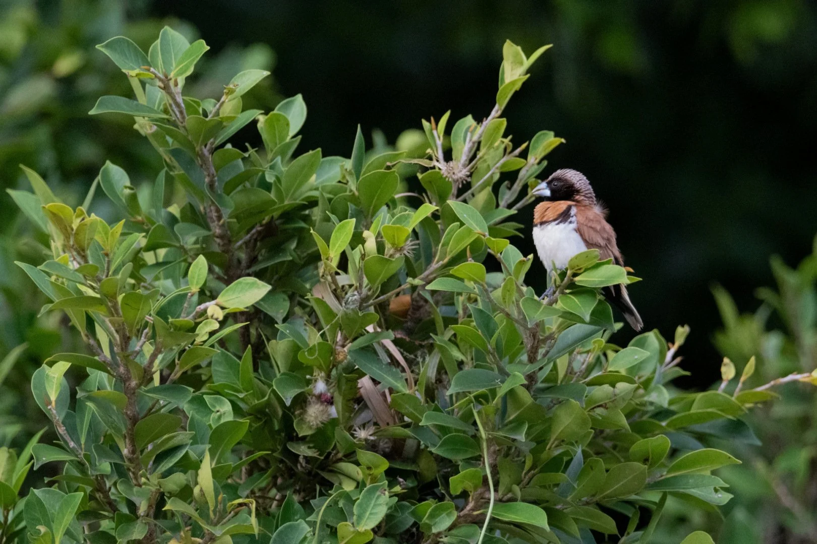 HM-Capucin-donacole-Mod-600mm-S-Vit2500s-f8-ISO6400-Moorea-DSC_4323_01.jpg