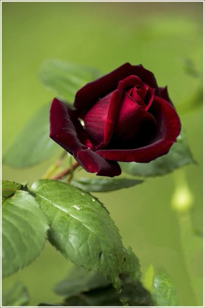 Roses-2.JPG
