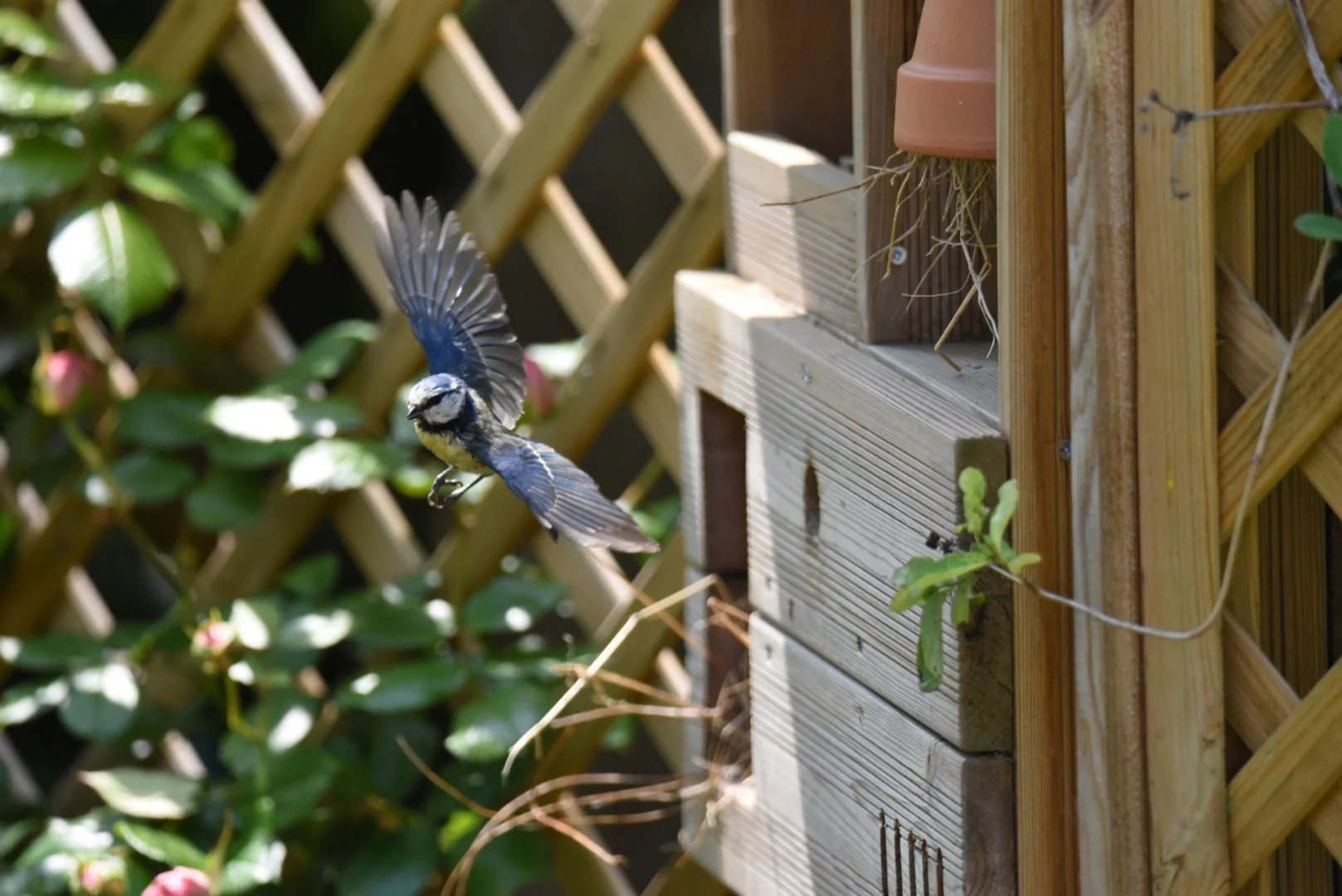HM-Mesange-bleue-DSC_8930.jpg
