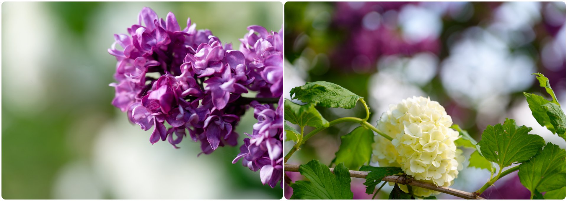 Bokeh_De_Fleurs_De_Ouf.jpg