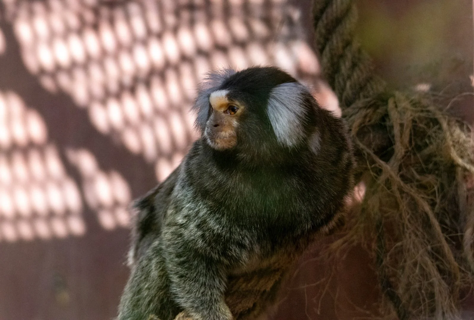 CB1023-Ouistiti.jpg