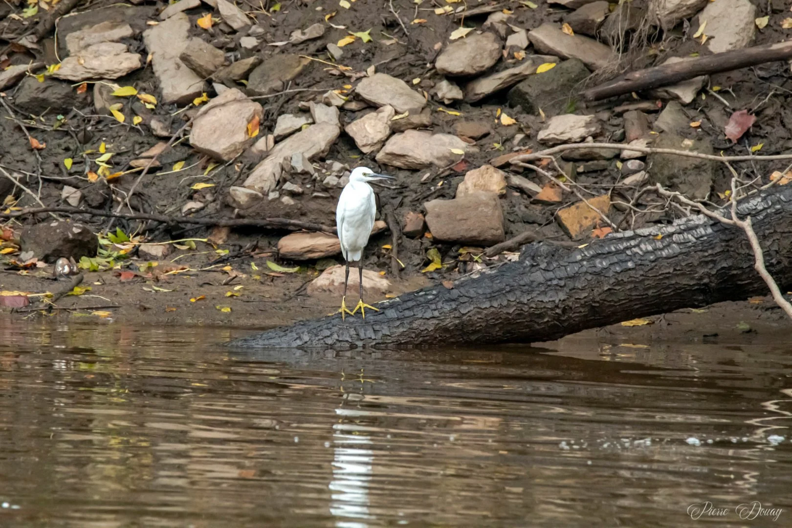 PD-10-24-7-Aigrette-neigeuse.jpg