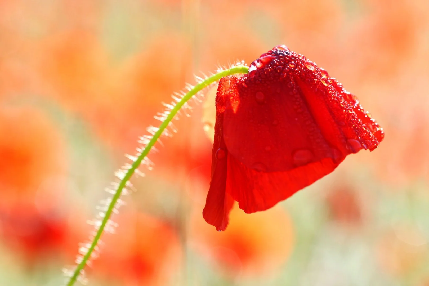 Coquelicot.jpg
