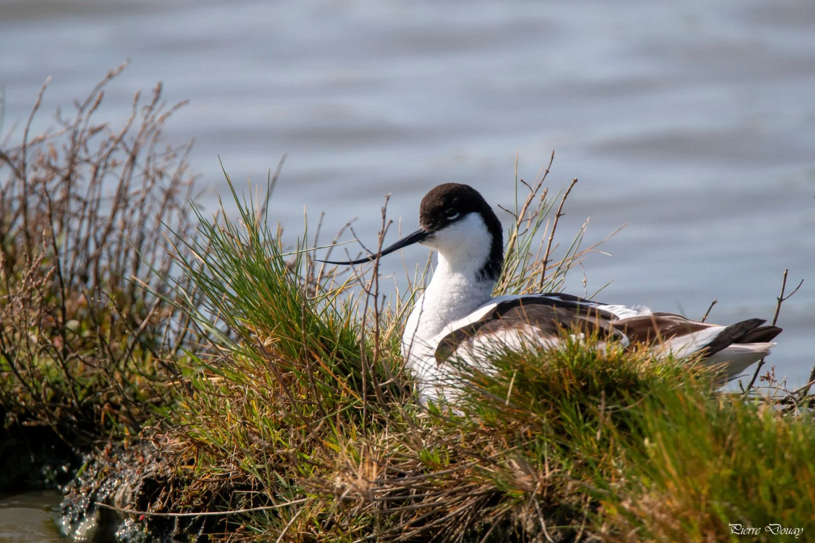 P-D-04-25-10-Avocette-elegante.jpg
