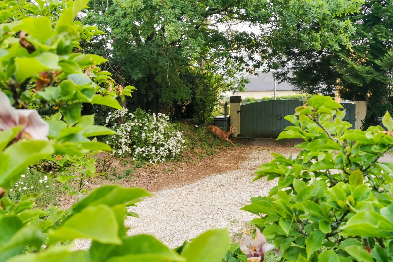 Pierre-B.-Chevreuil-déconfiné-dans-mon-jardin-ce-jour-sans-Attestation-de-déplacement-dérogatoire.jpg