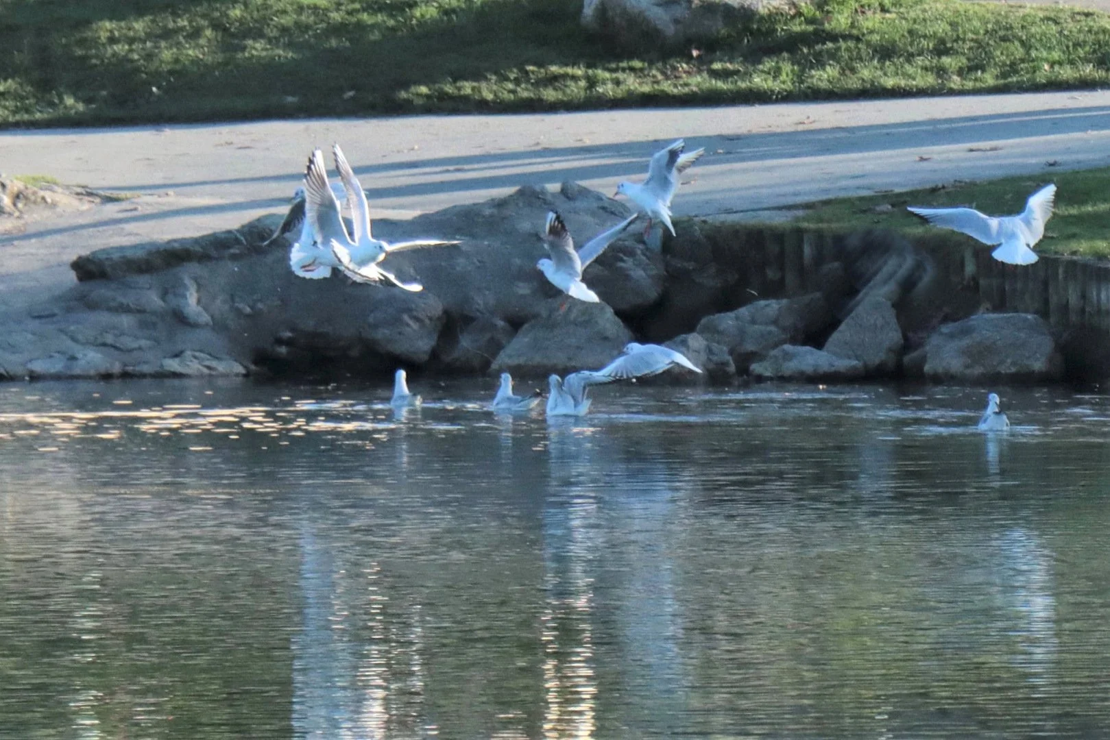 Envolee-de-mouettes.jpg