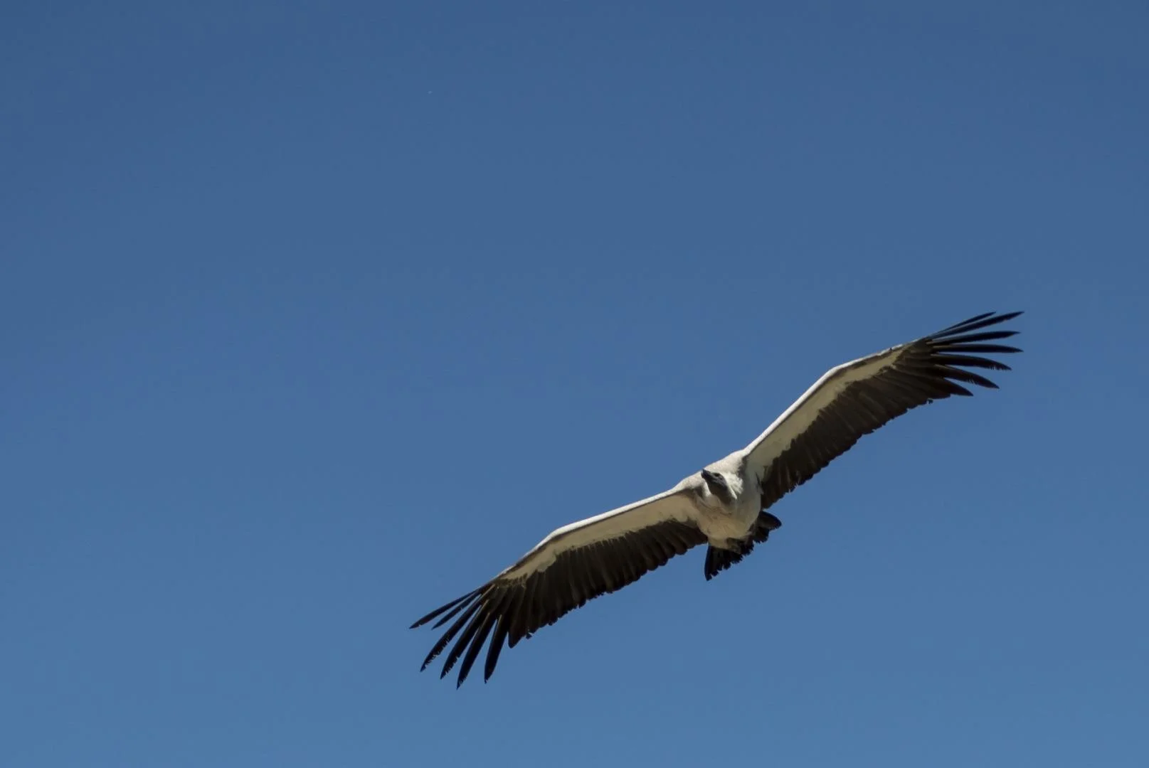 Vautour_Ou_Condor_Des_Andes_F5.6_1-800sec_100Iso_34mm.jpg