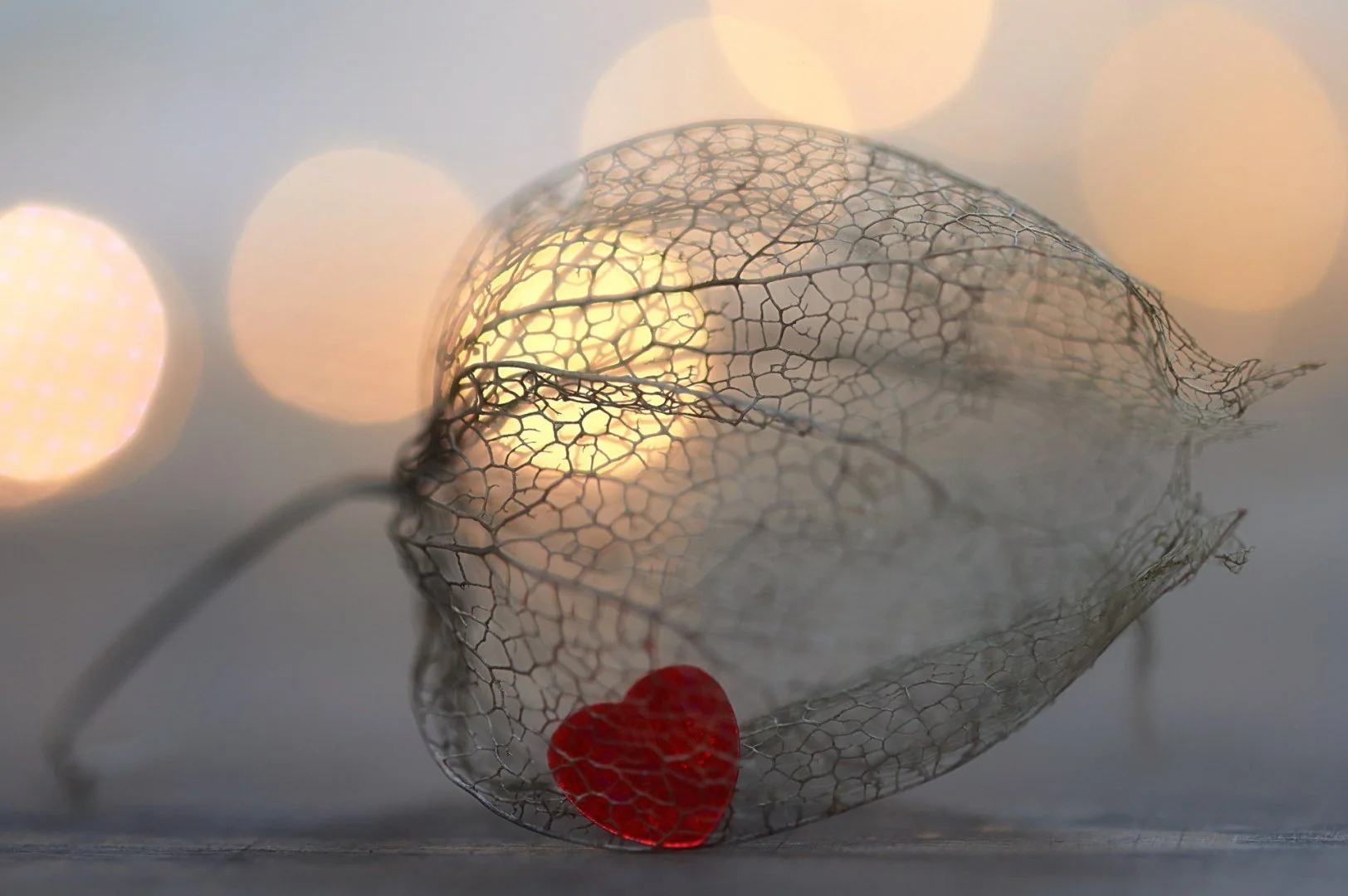 Amour-en-cage.jpg