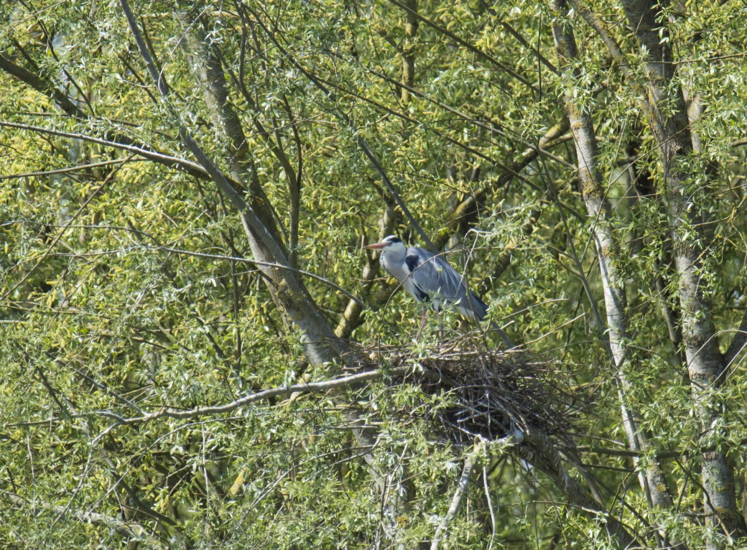 Heron_Cendre_02_F6_3_1-1600sec_800Iso_600mm_1.jpg