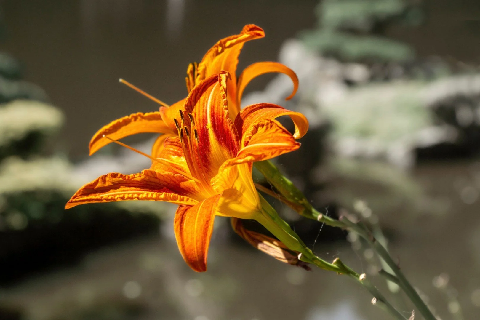 Fleur-1.jpg