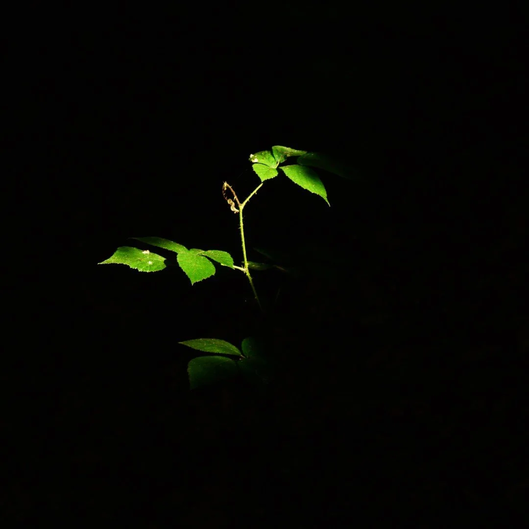 Dans-la-lumiere.JPG