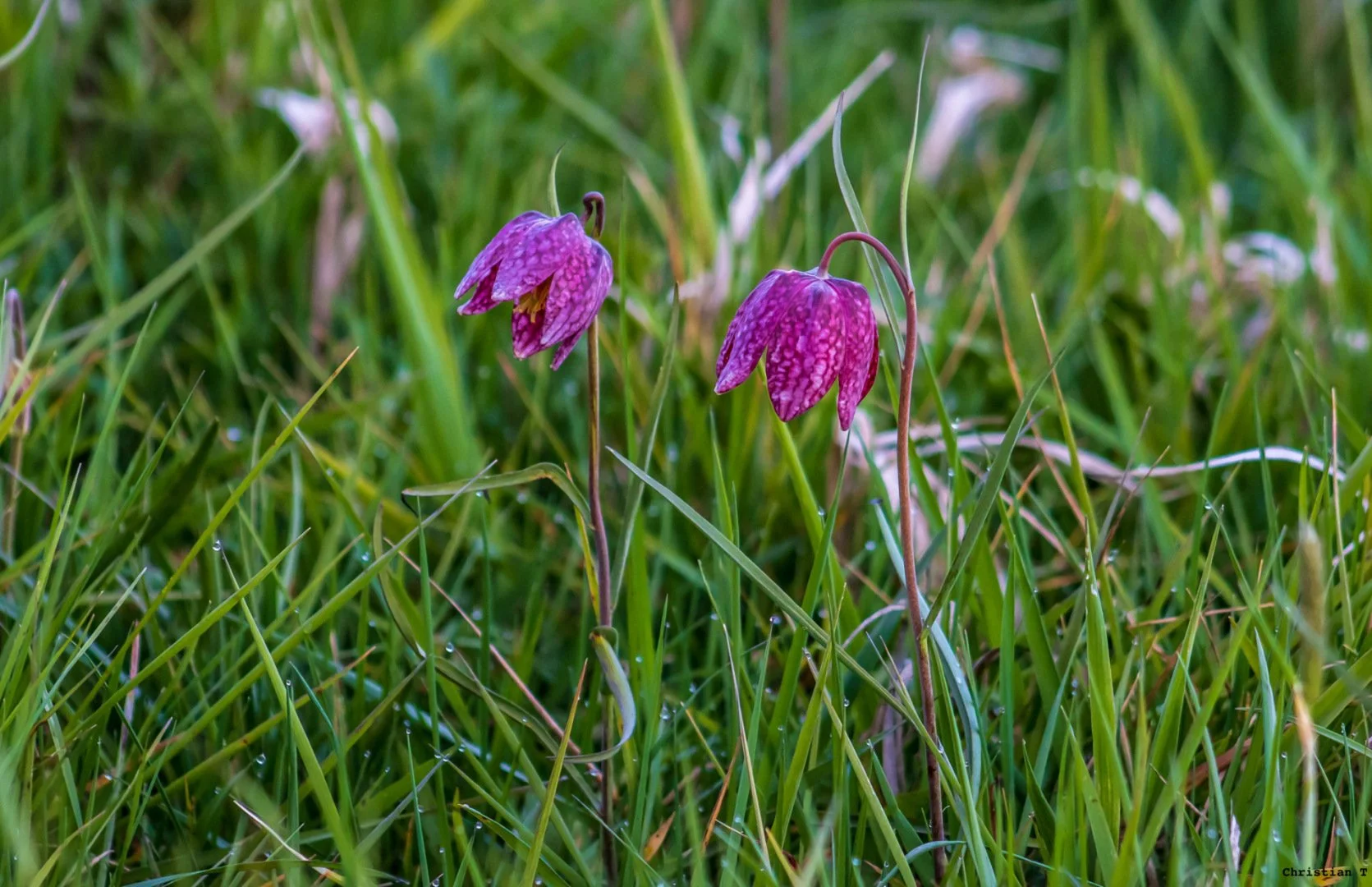 Fritillaires_avril_2021_18.jpg