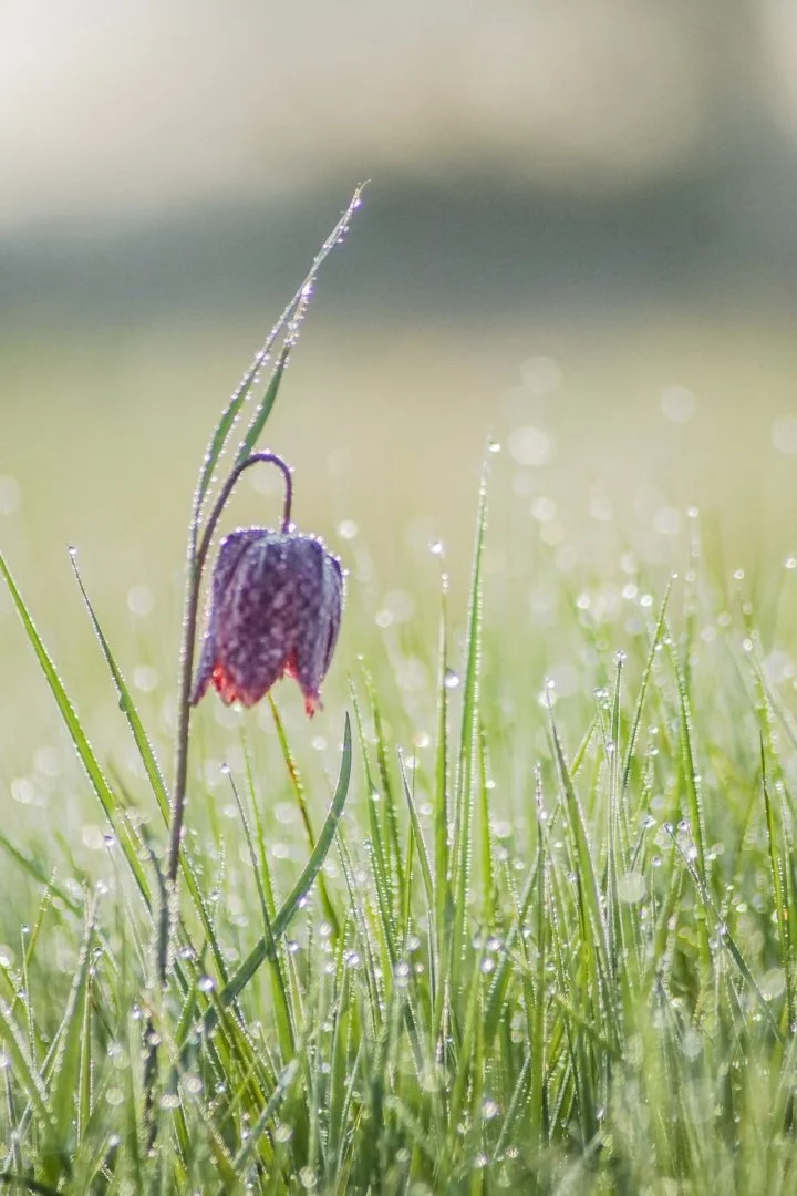 Fritillaires-2019-16.JPG
