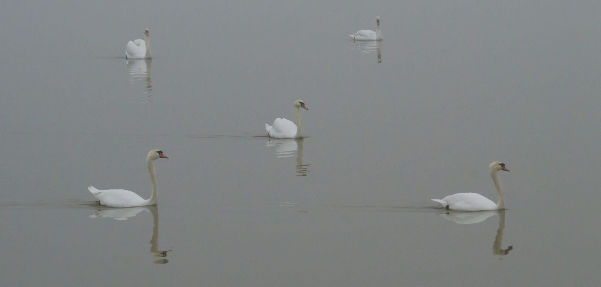 Groupe_De_Cygnes_F10_1-500sec_1600Iso_150mm.jpg