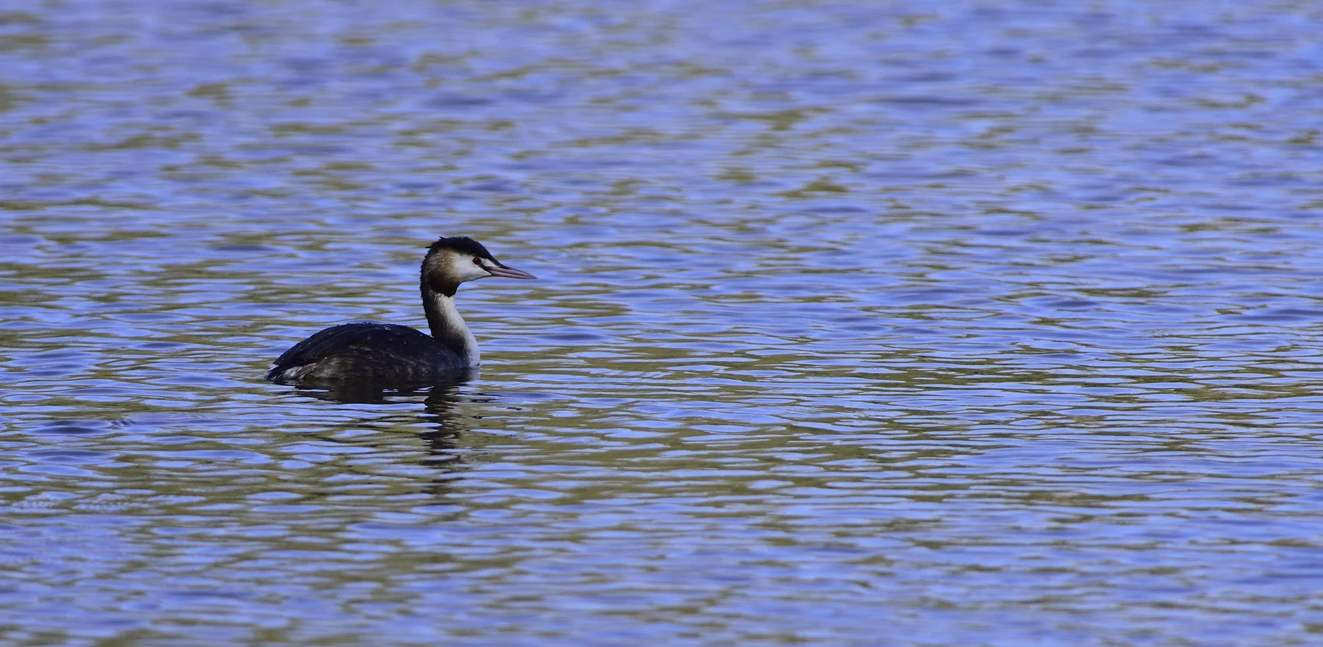 R.P.2022.02-Grebe-huppe_DSC4911_04224.jpg