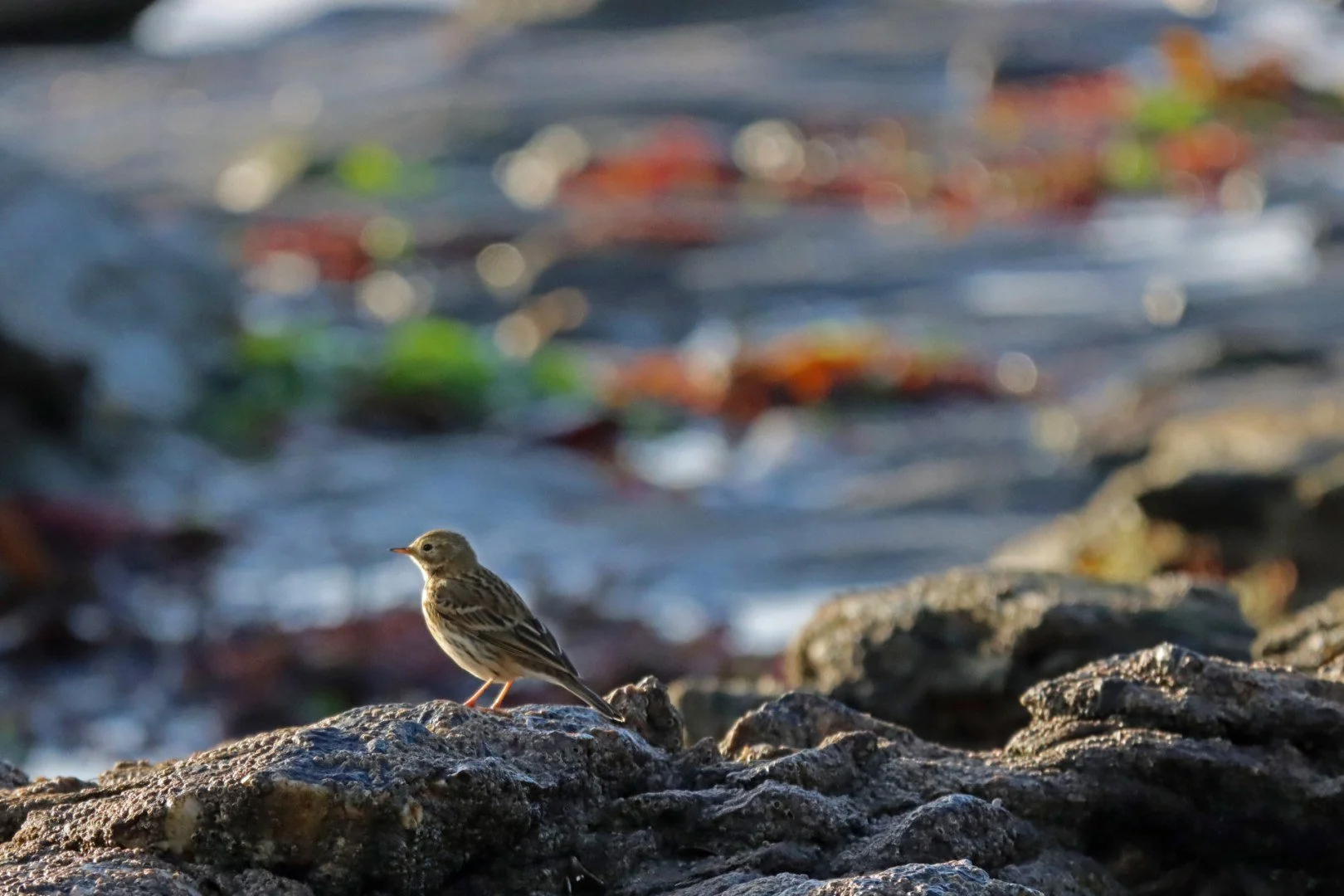 LD-10-04-Pipit-des-arbres.jpg
