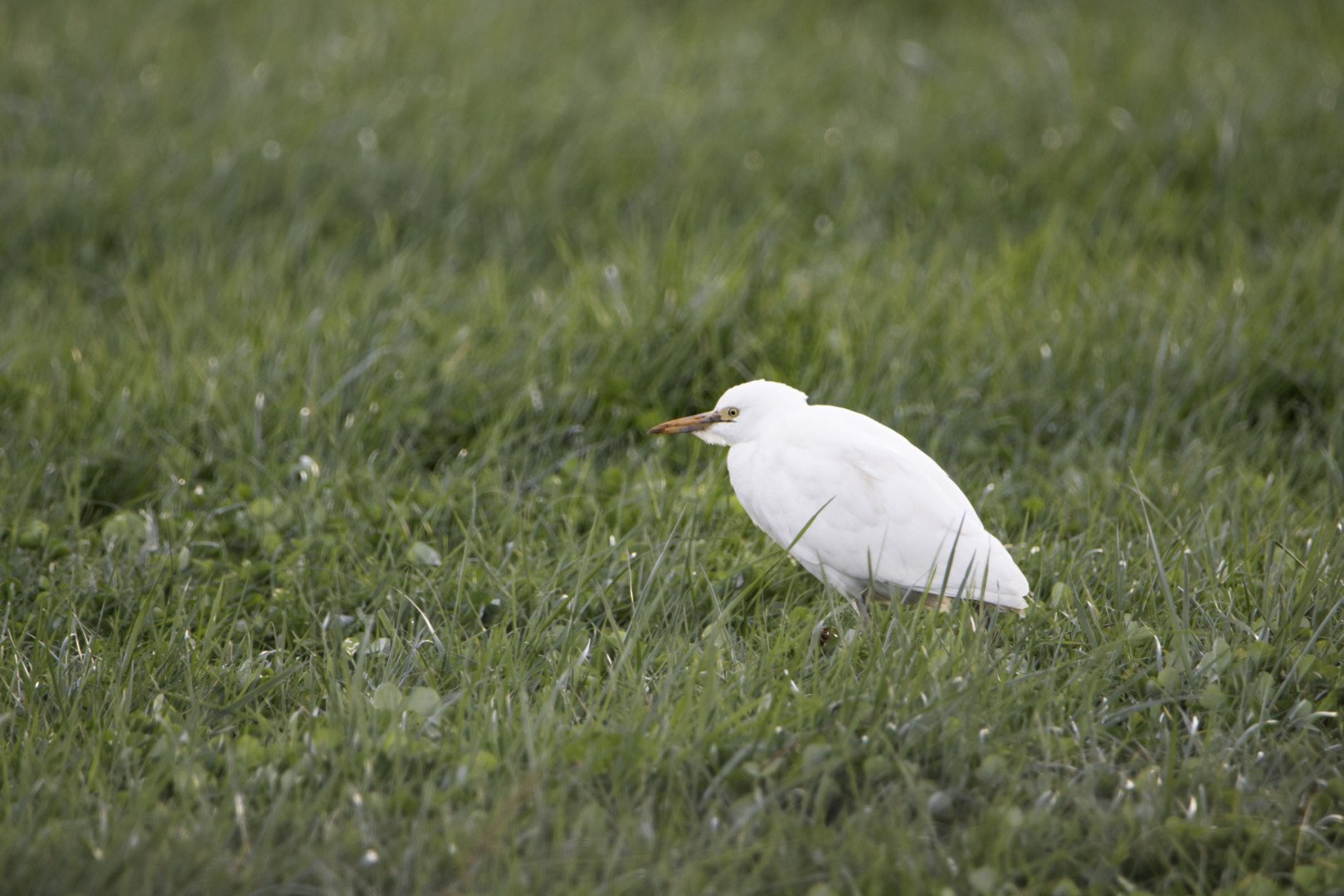 PF-11-2021-1_200s-f63-600mm-ISO5008.jpg