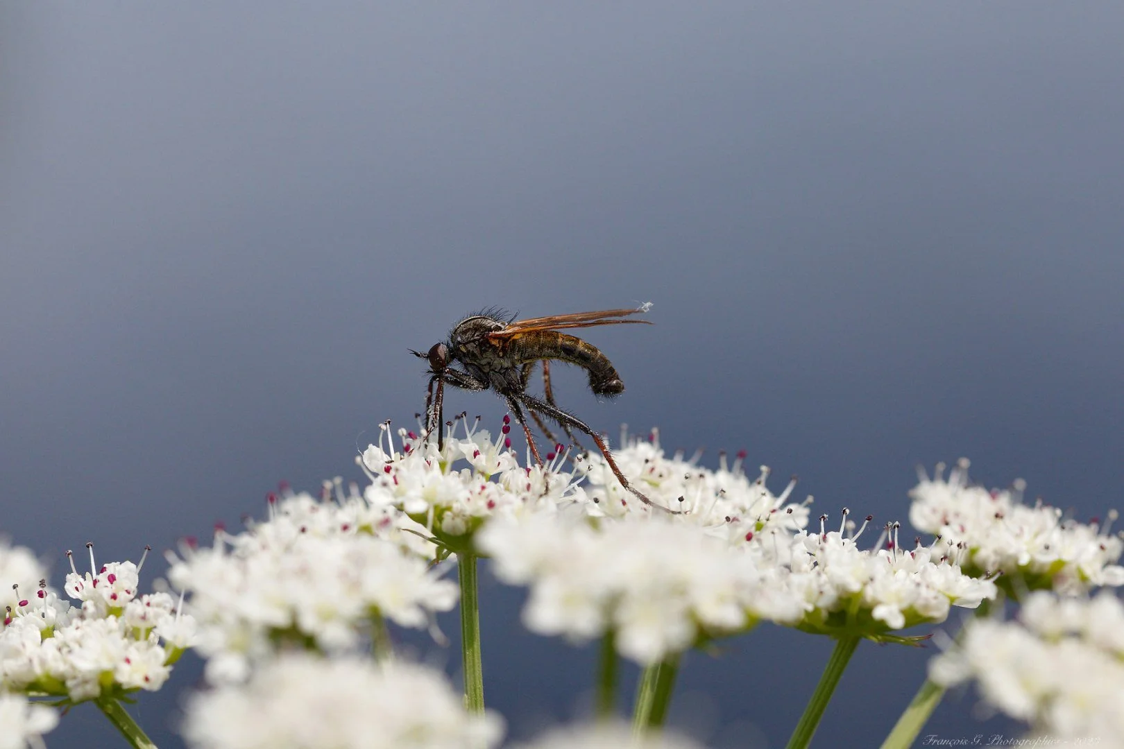 f141431240_DxO.jpg