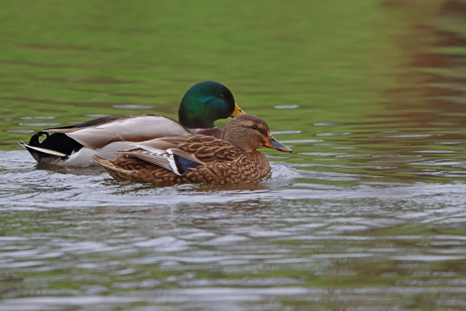 LD-1-2022-8-Colvert-F6.3-1600iso-600mm-640eme.jpg