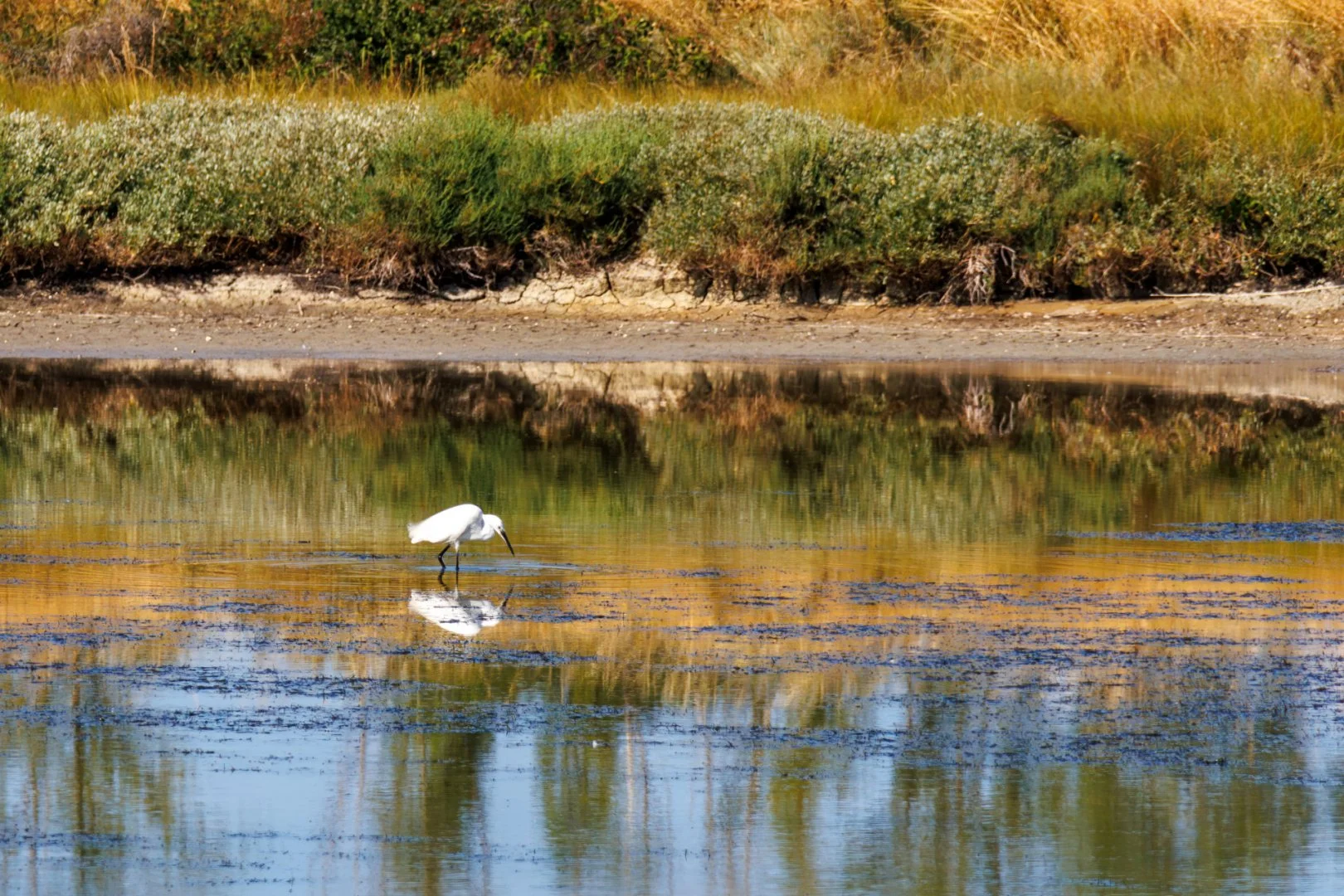 Aigrette-garzette.jpg