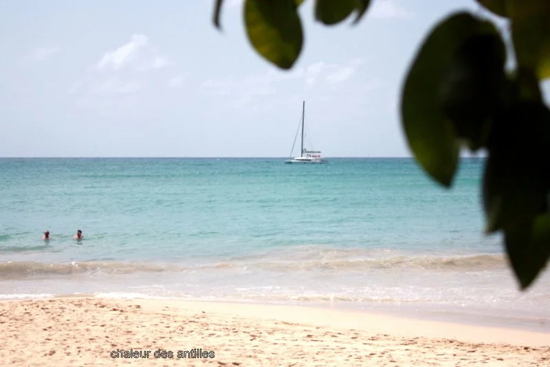 chaleur-des-antilles_li.jpg