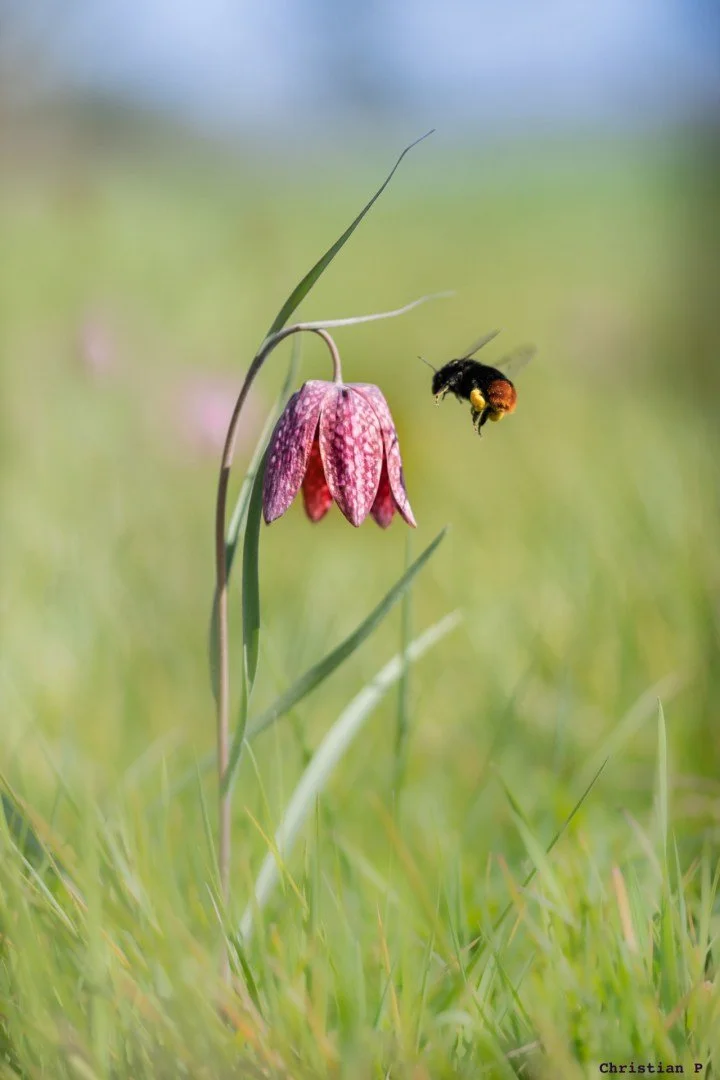 Fritillaires_avril_2021_13.jpg