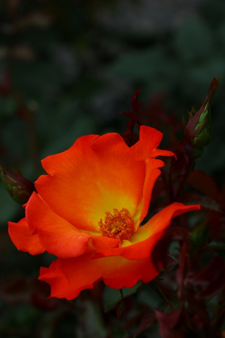 Flamboyante-telle-une-éruption-volcanique.JPG