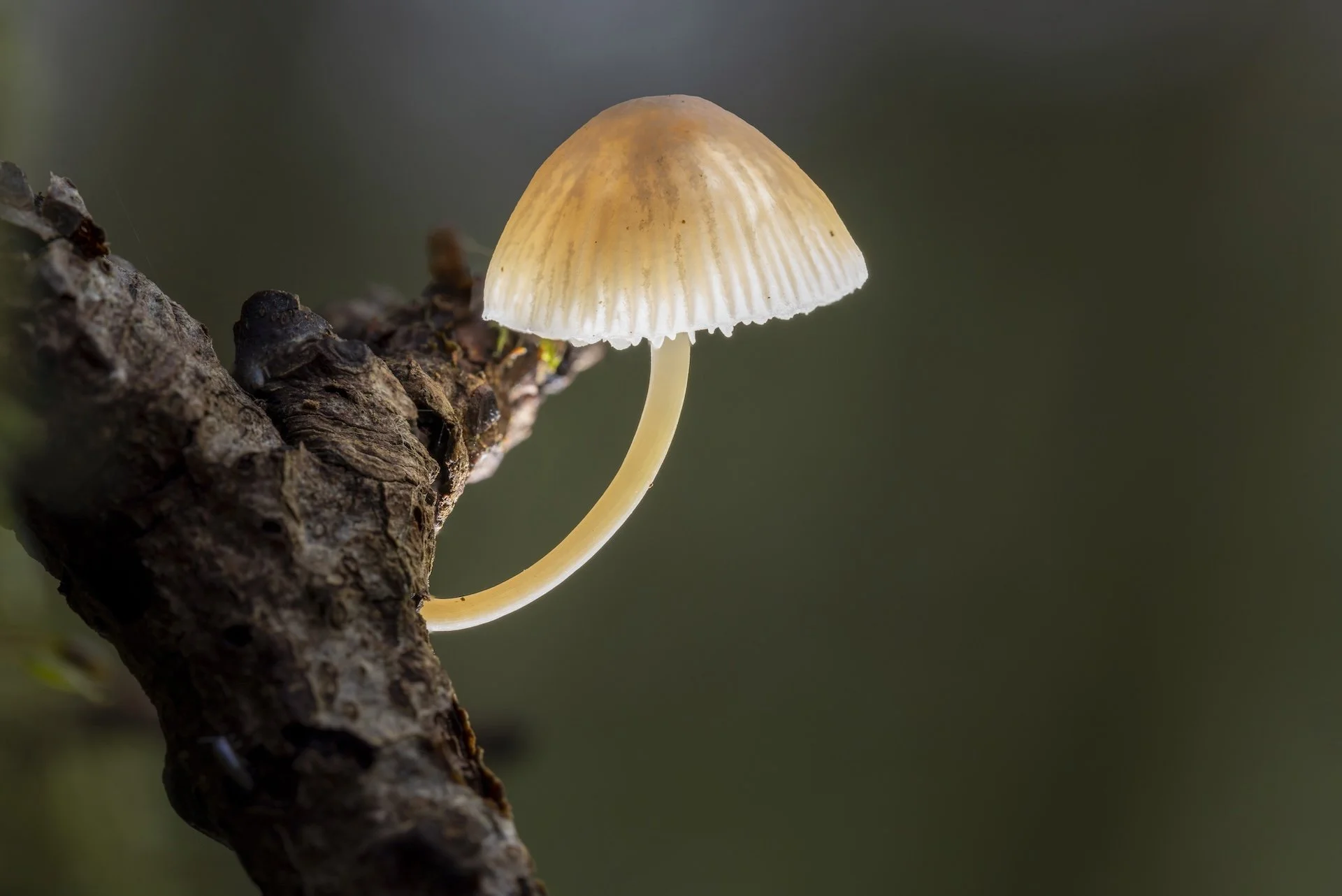 RG_0126_Nature03.jpg