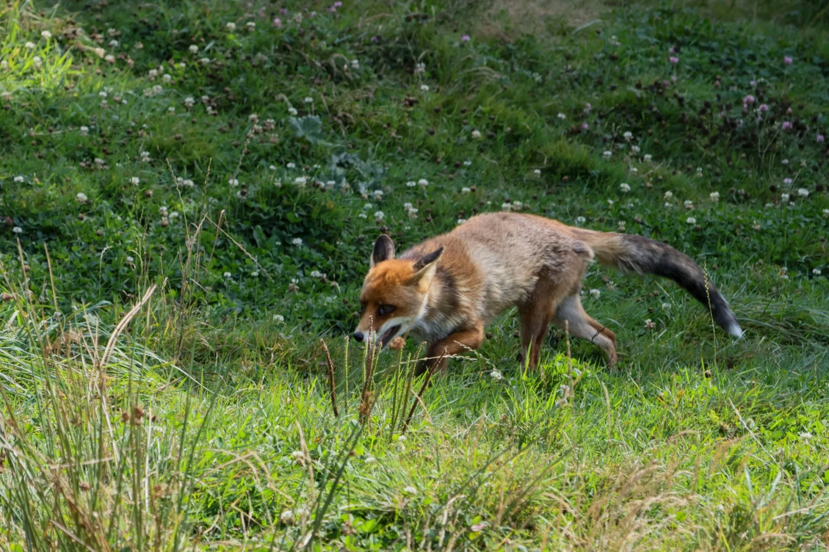 CB-Renard-roux.jpg