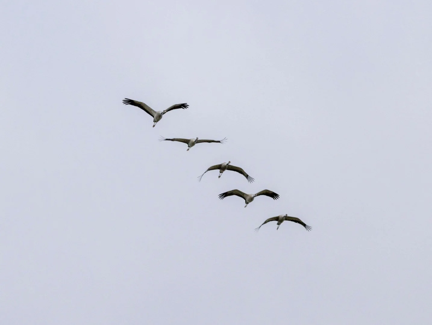 LD-11-23-grues-cendrees-9.jpg