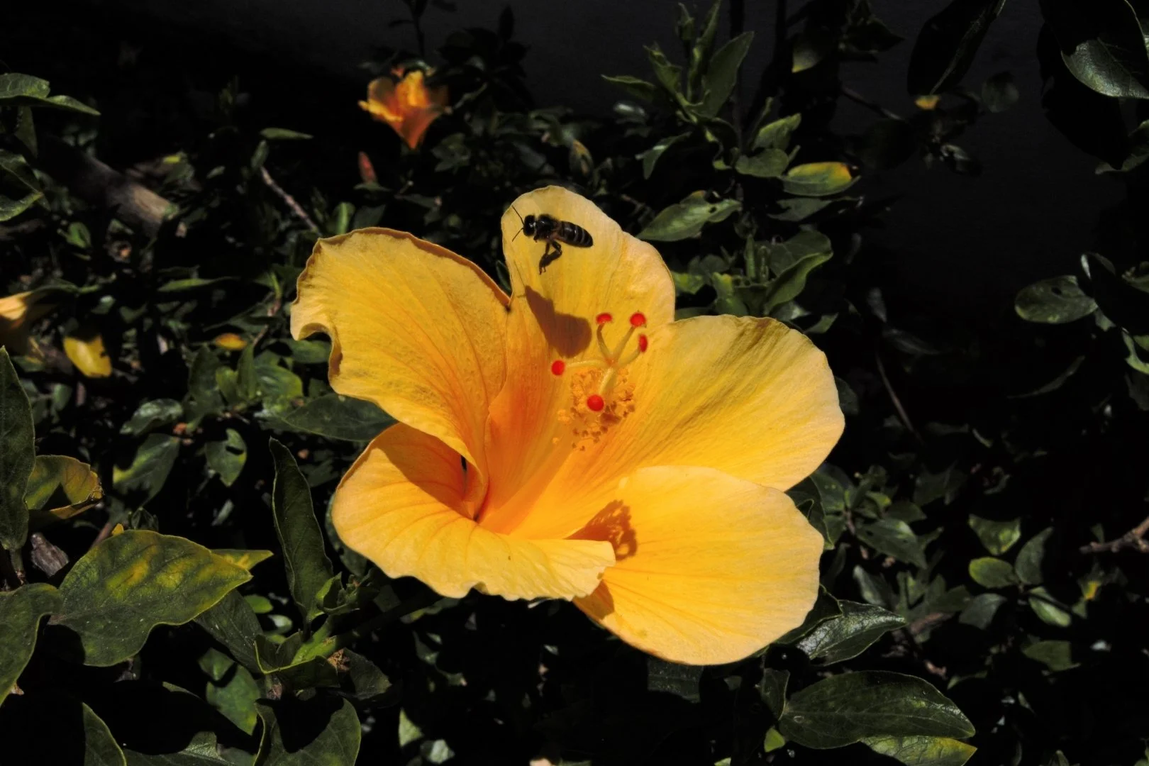 abeille-noire-des-canaries.jpg