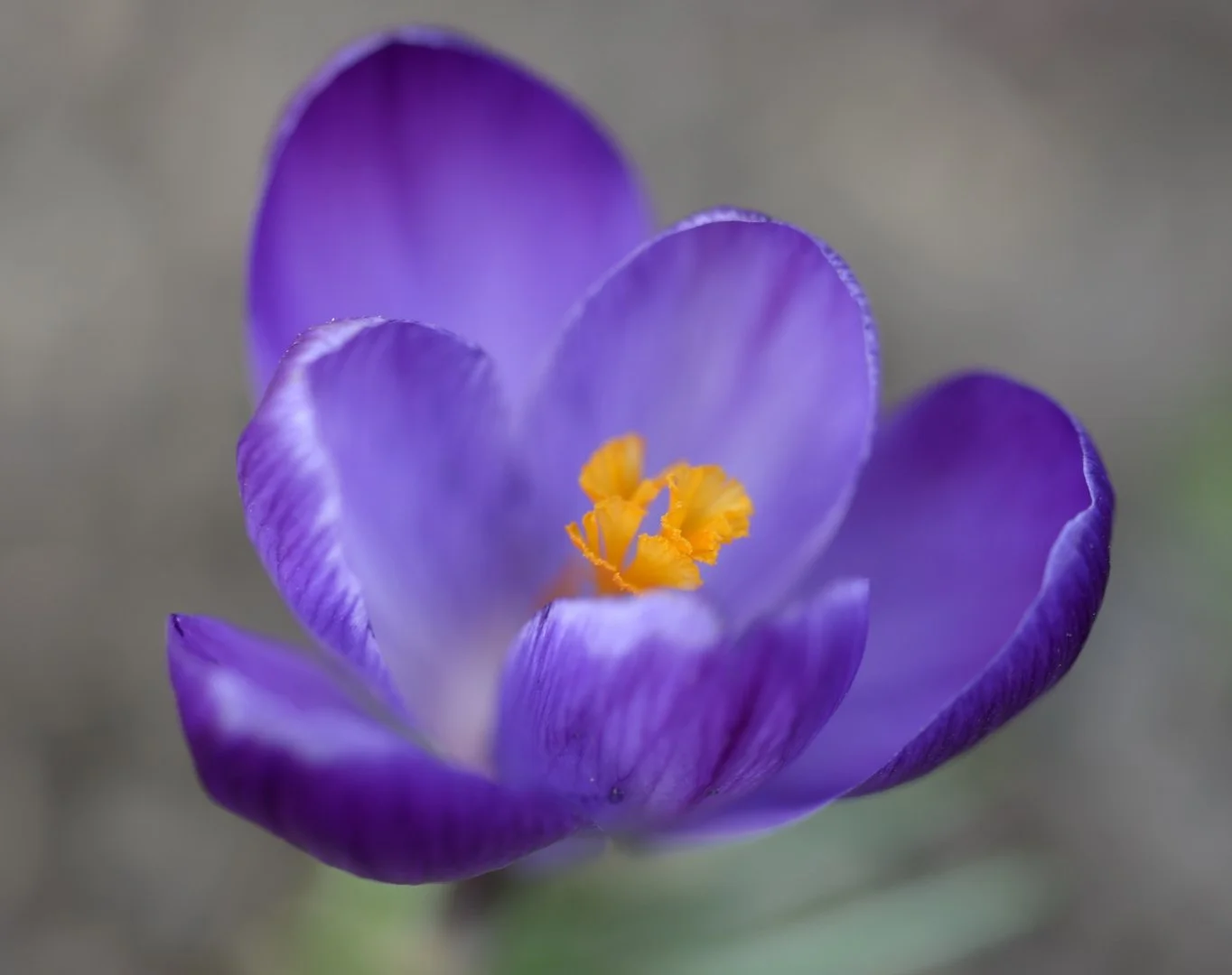 Le-Crocus.jpg