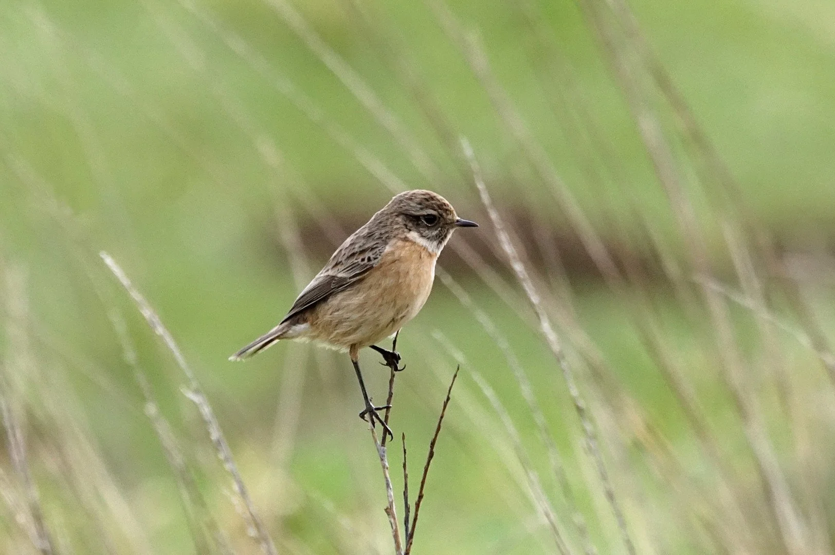 Patrice-Cordier-Bourgon-17_1.jpg