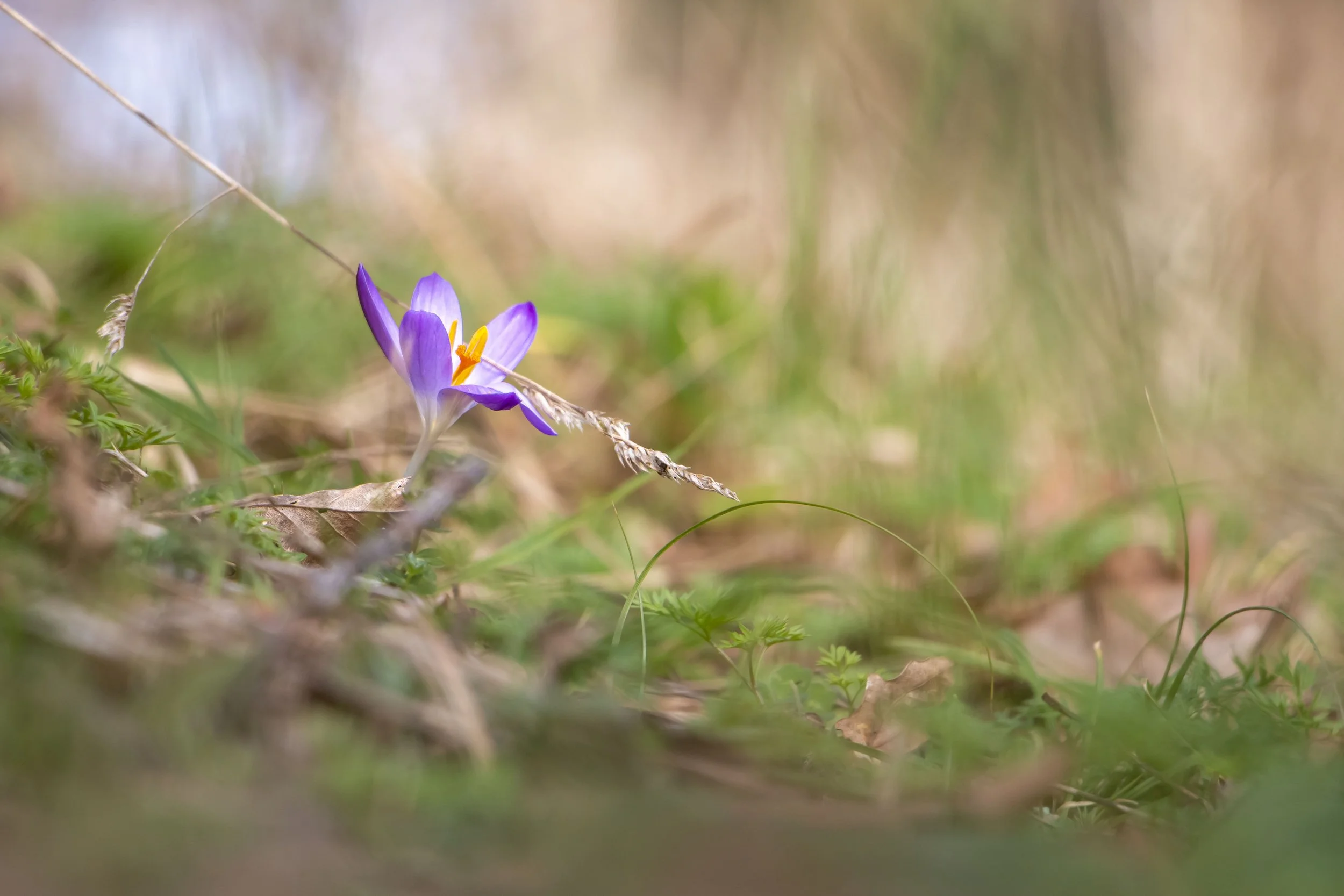 Crocus .jpg