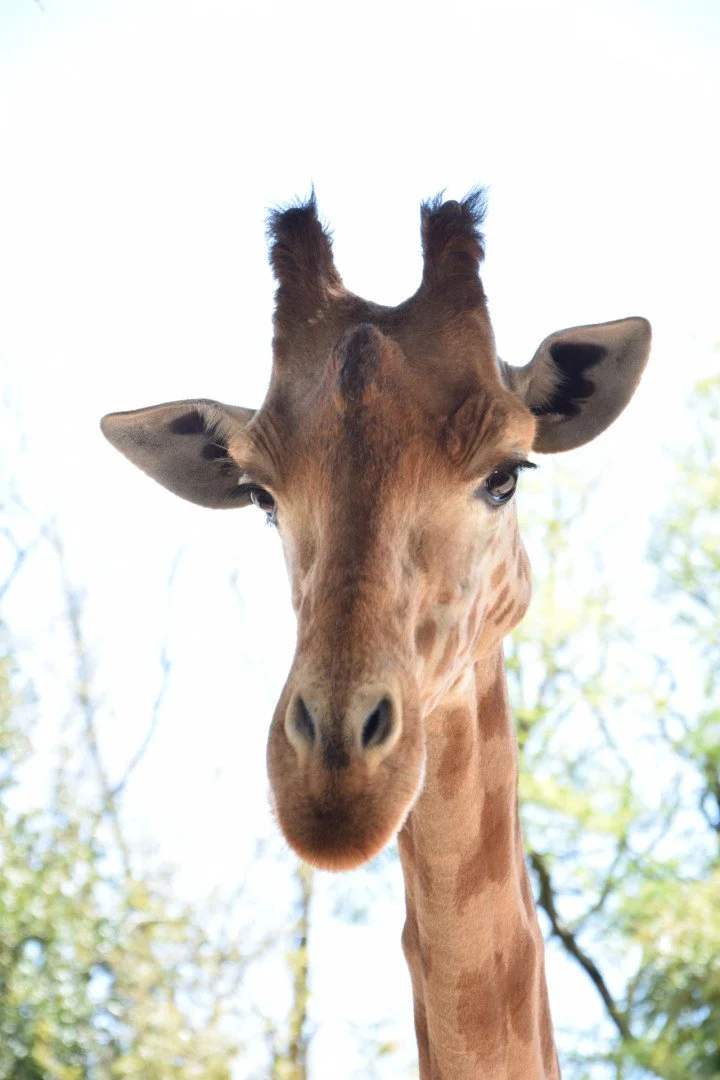 Regard-au-zoo-des-Sables.jpg