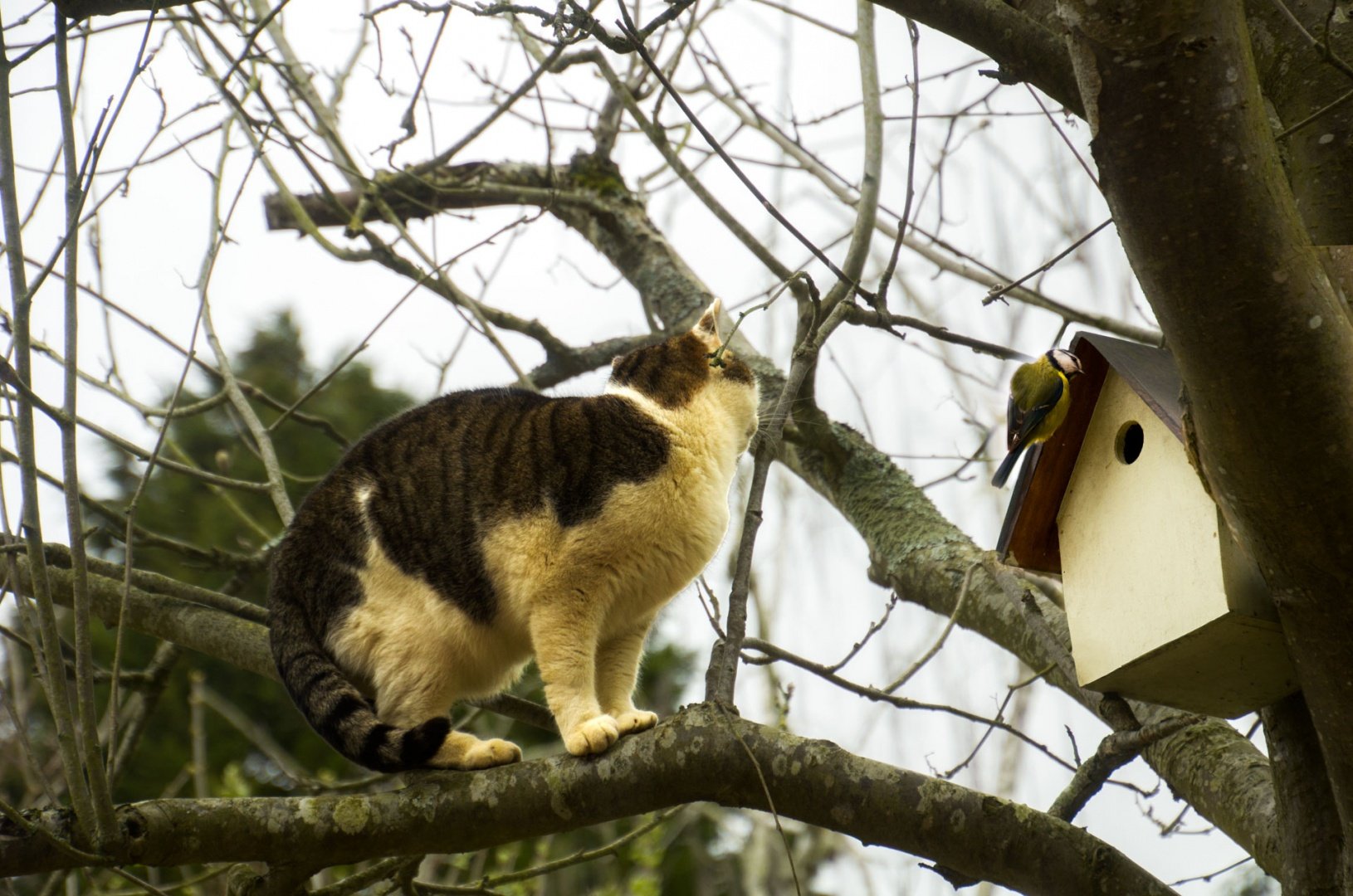 titi-grosminet-1.jpg