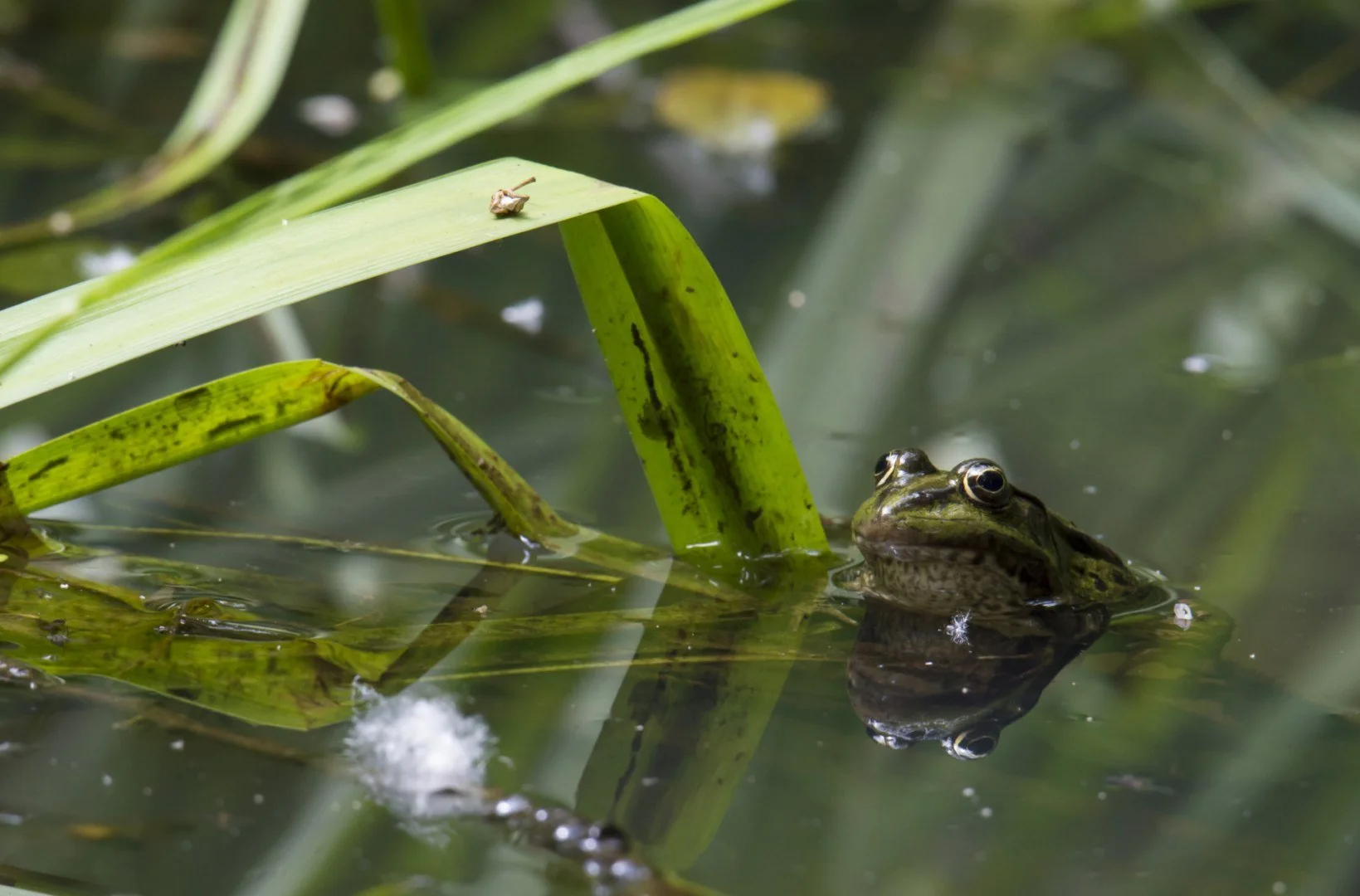 Grenouille02_F10_1-100sec_800Iso_460mm.jpg