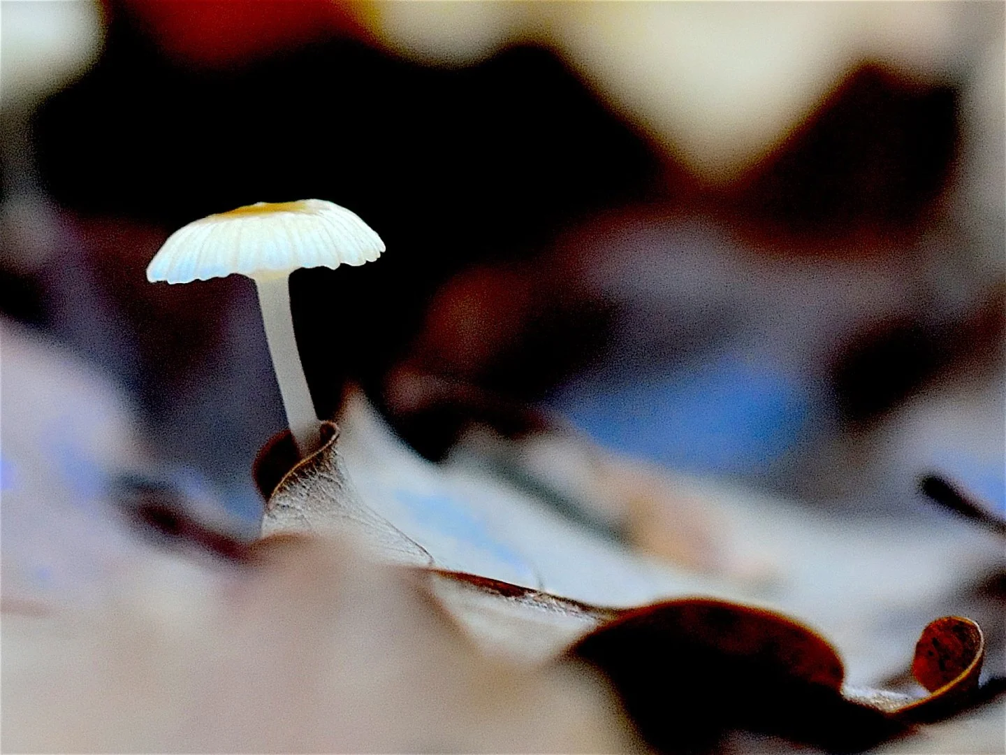 champignon_0044.jpg