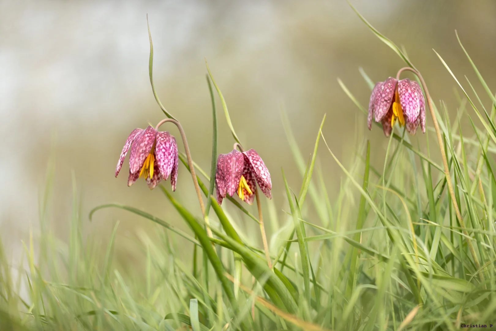 Fritillaires_avril_2021_11.jpg
