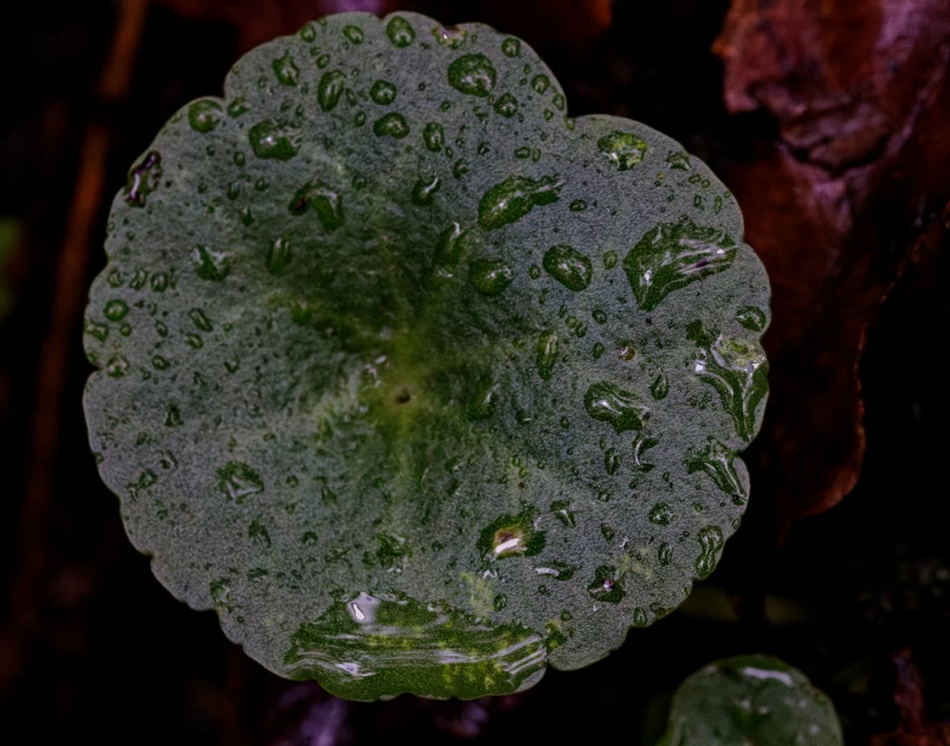IMG_9082_DXO.jpg