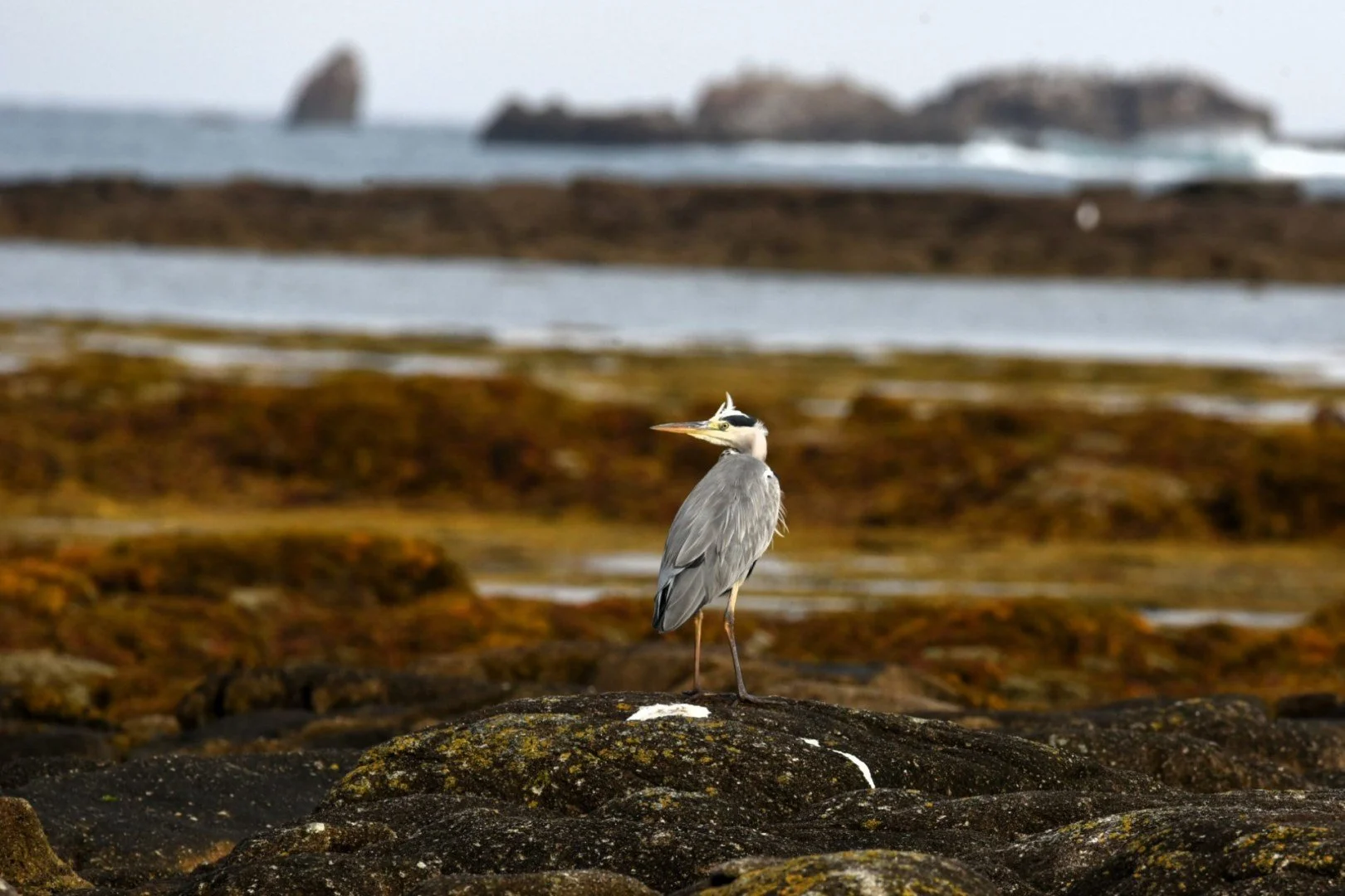 HM-Heron-cendre-Mod-M-Vit400s-f11-ISO-640-Penmarch-DSC_8637.jpg