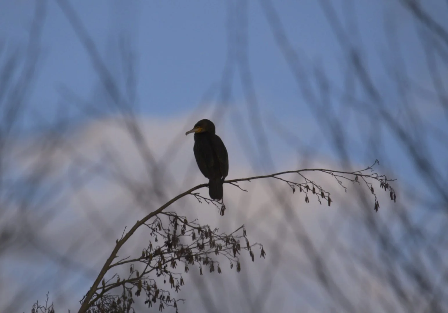 Cormoran_Sur_Une_Branche.jpg