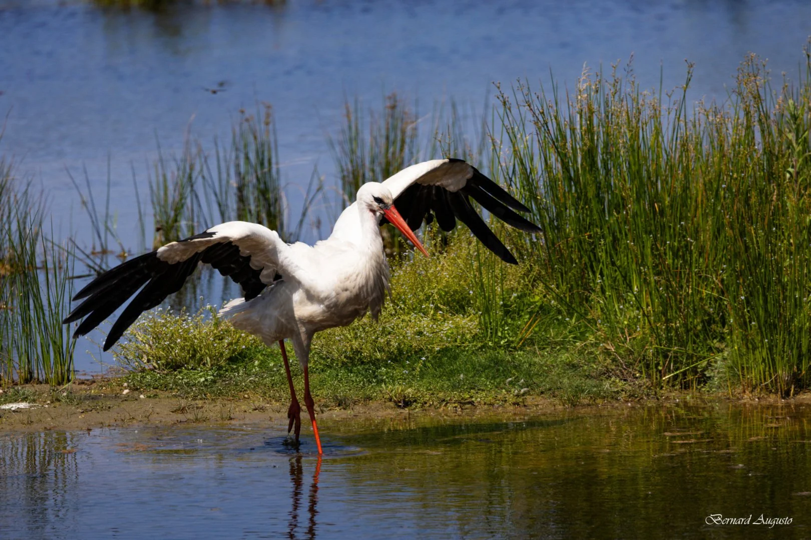 BA-Ete-2025-11-Marquenterre-une-cigogne-se-pose.jpg