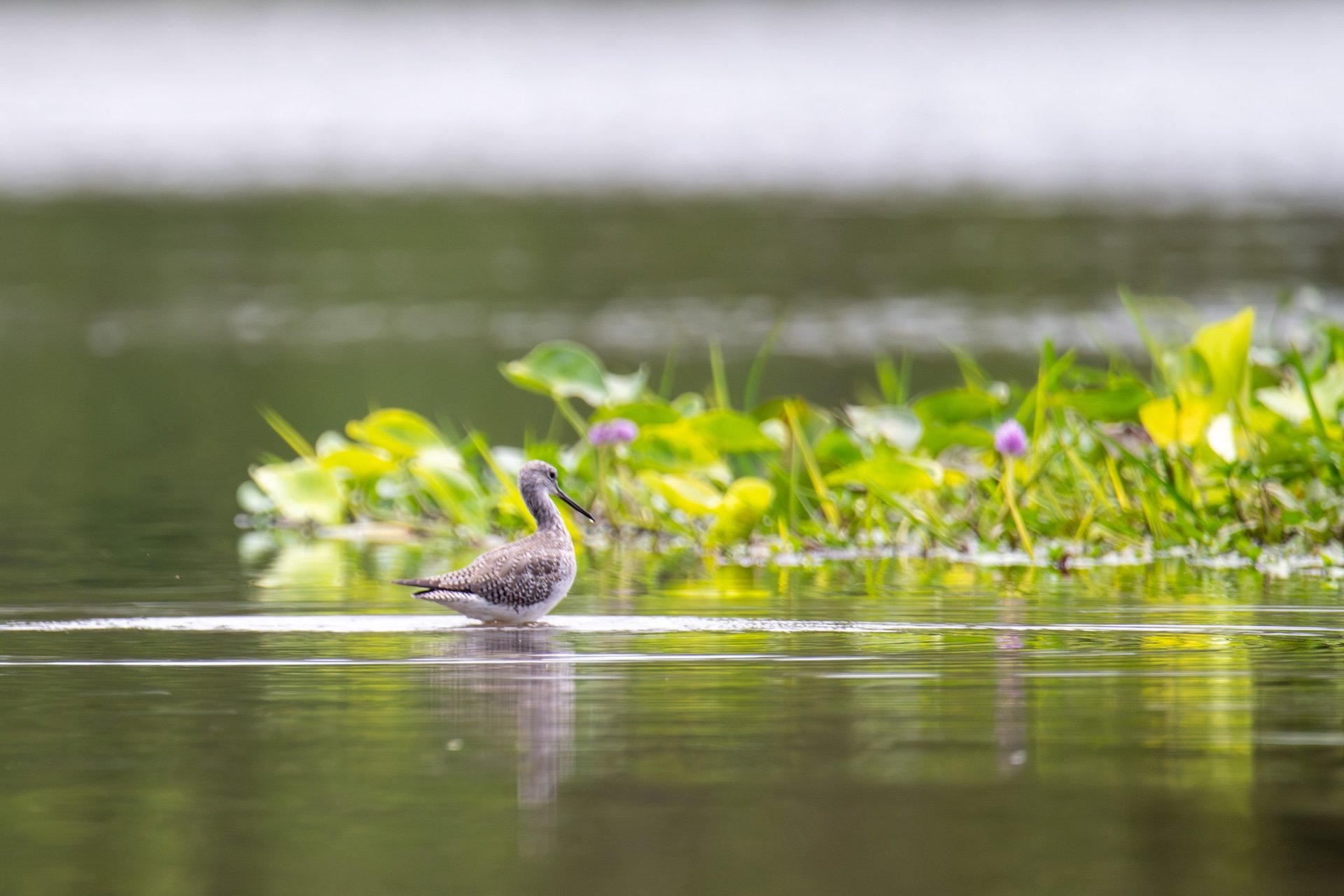 01-04-HM42 Lesser Yellowlegs DSC_9226.jpg