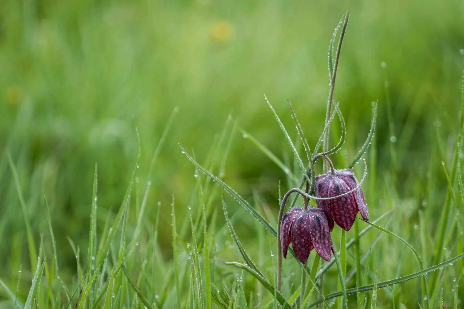 Fritillaire-17.jpg