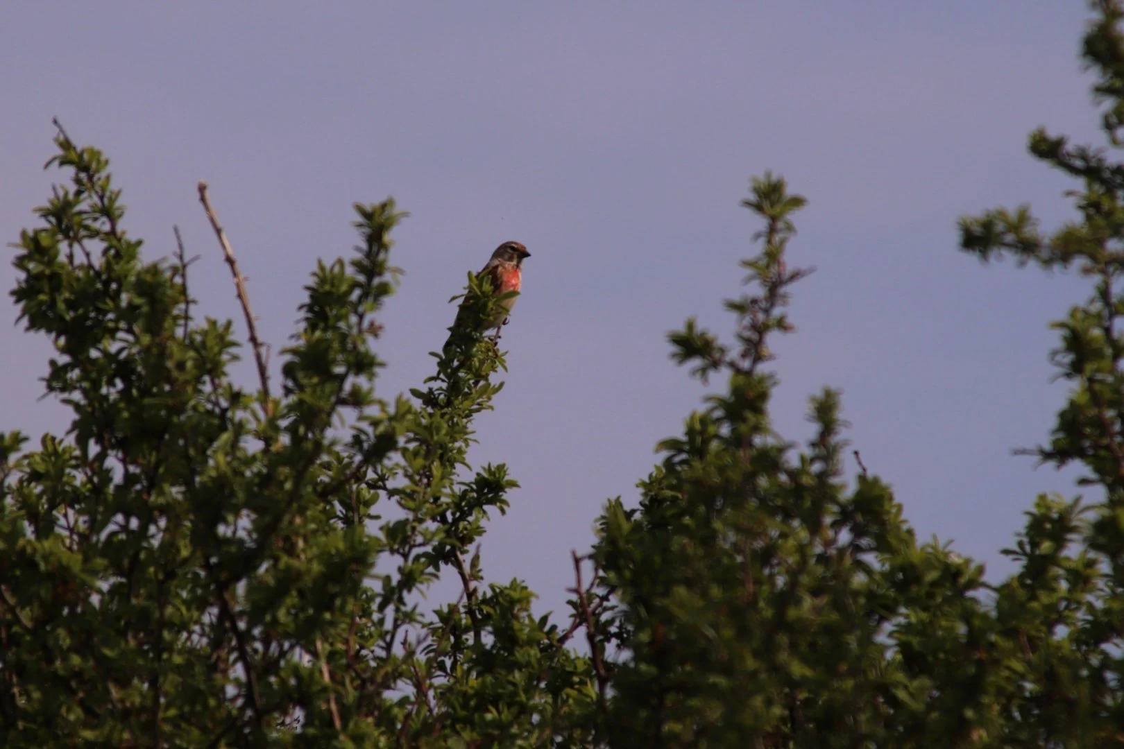 Oiseau-des-dunes_1.jpg