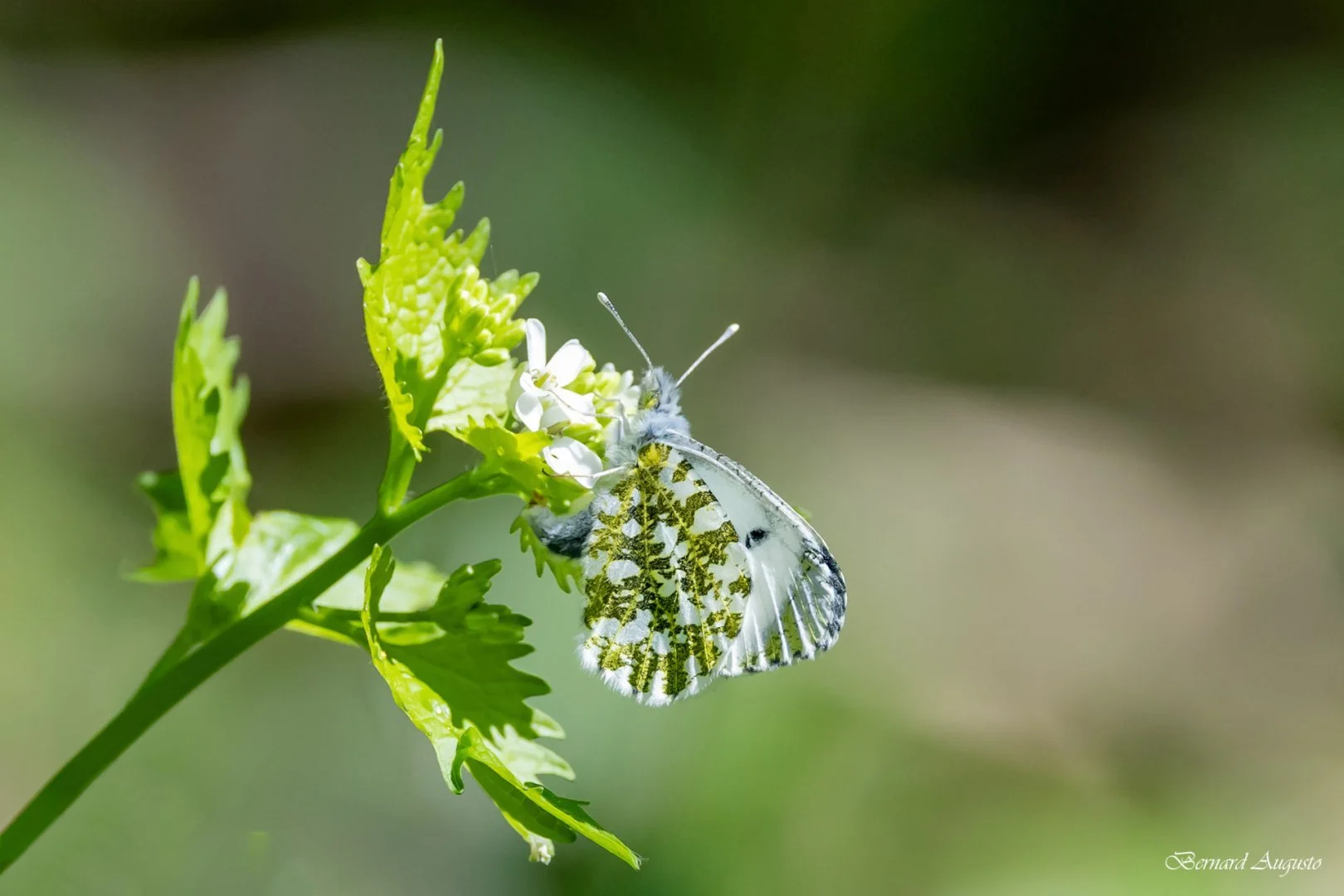 BA-01-04-25-Un-papillon-au-Bois-Gamats.jpg