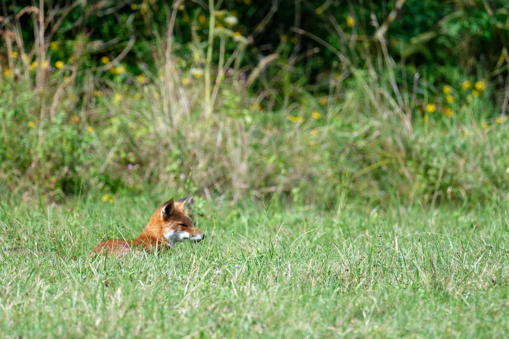 Renard.jpg