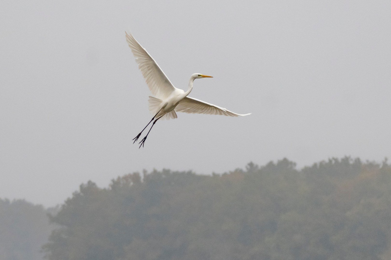 BH112024-14-grande-aigrette.jpg